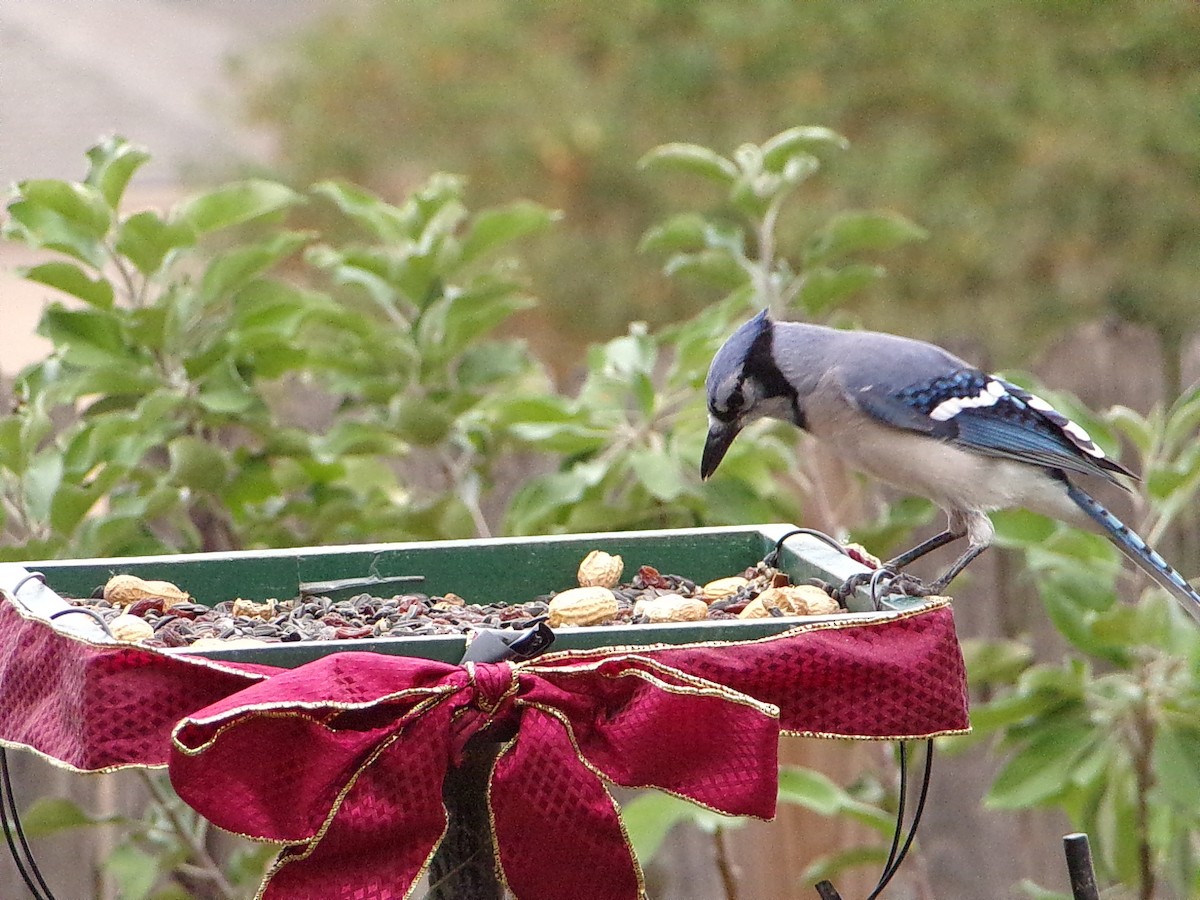 ホシムクドリ - ML645500131