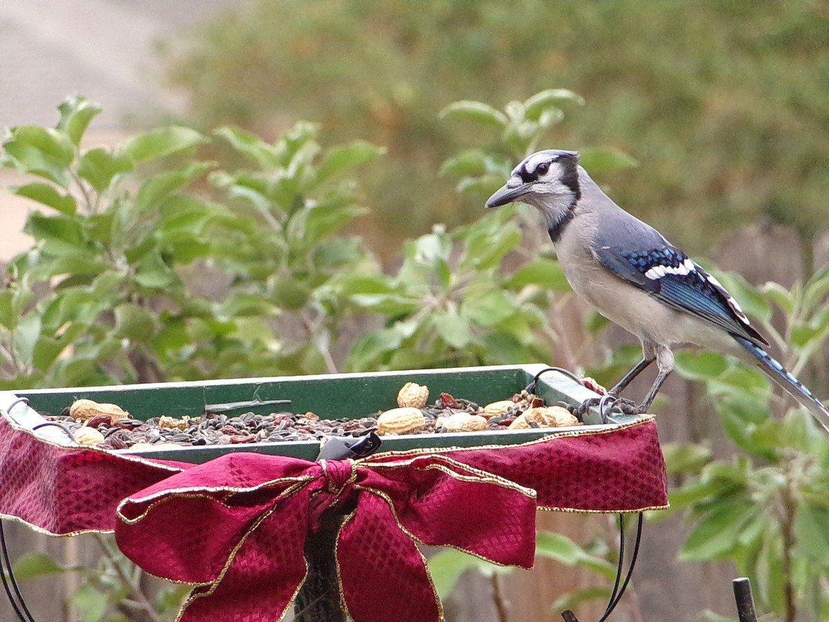 ホシムクドリ - ML645500132