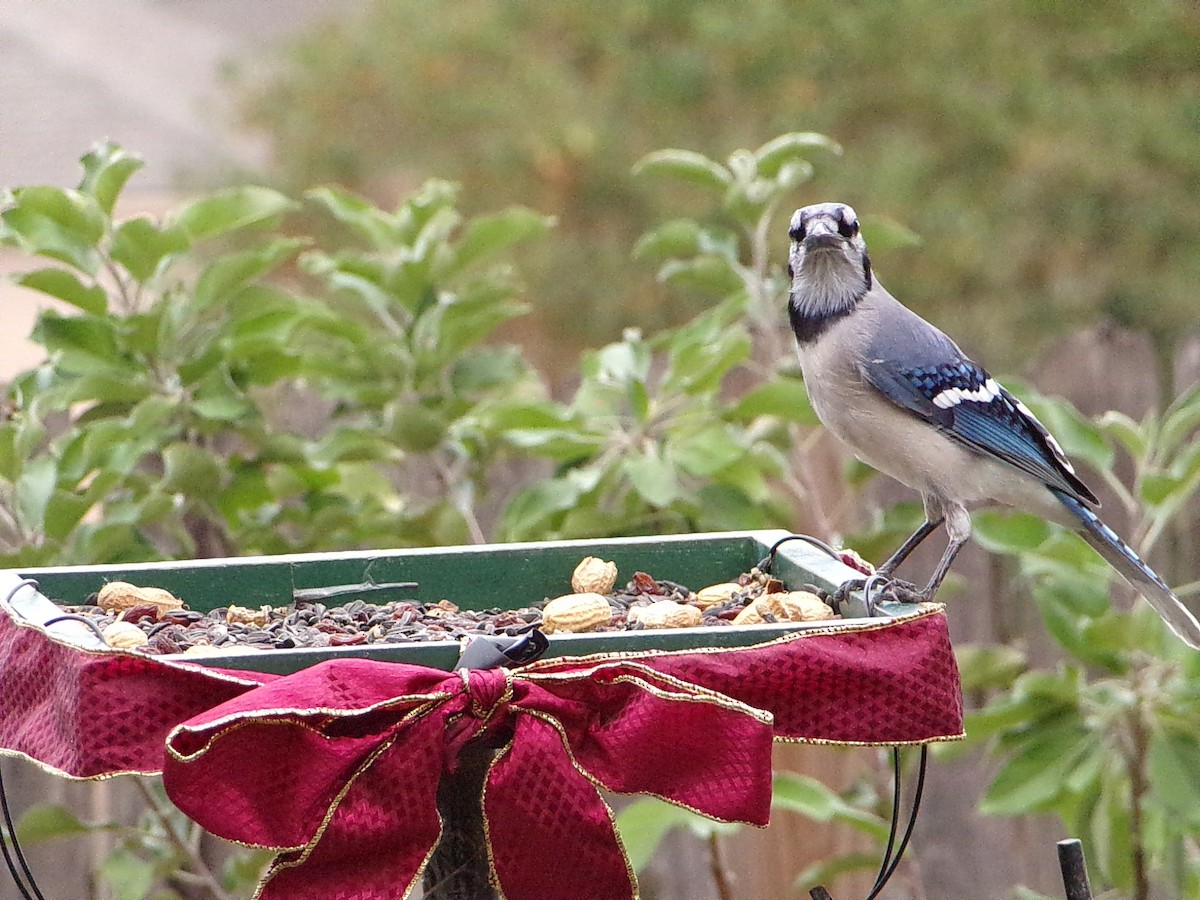 ホシムクドリ - ML645500133