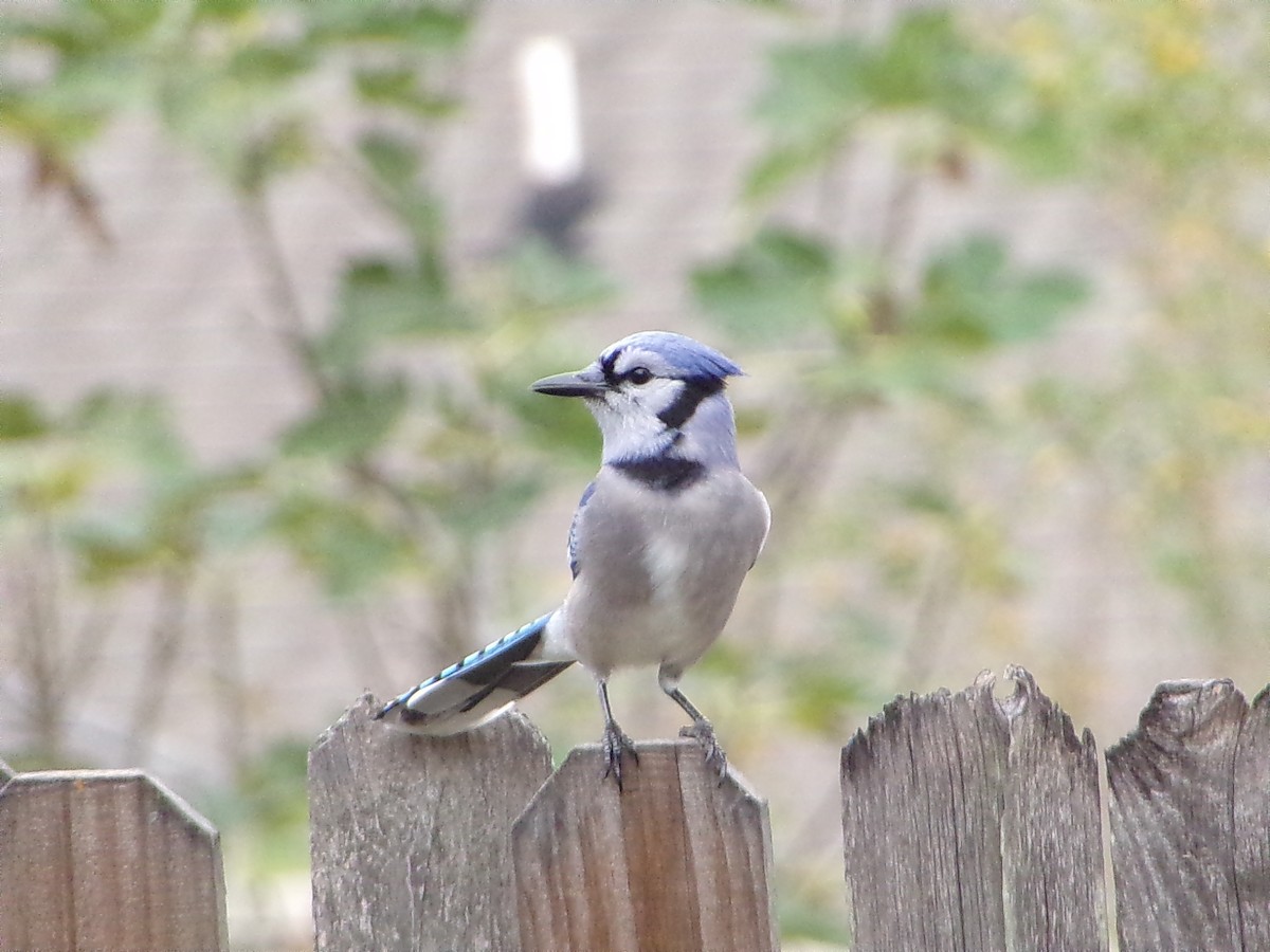 ホシムクドリ - ML645500134