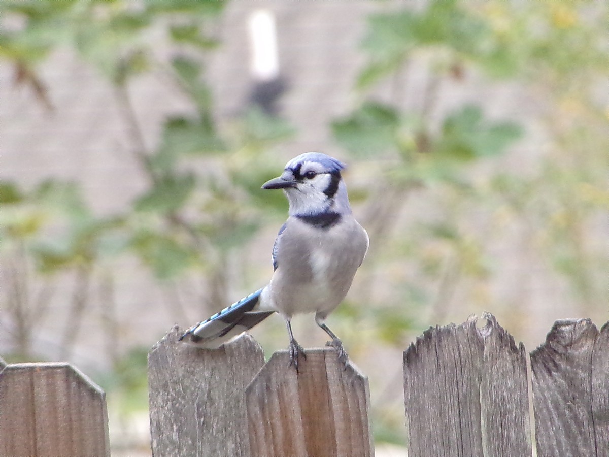 ホシムクドリ - ML645500135