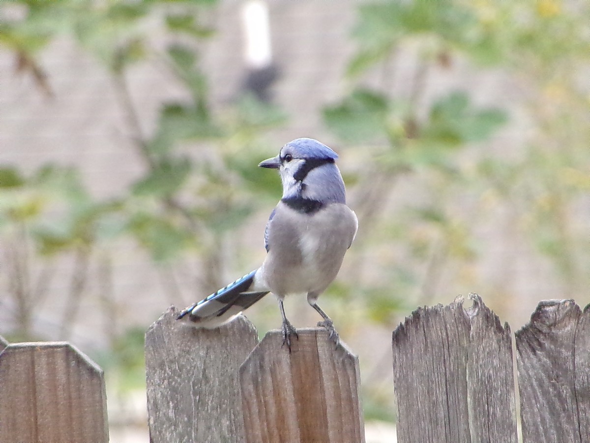 ホシムクドリ - ML645500136