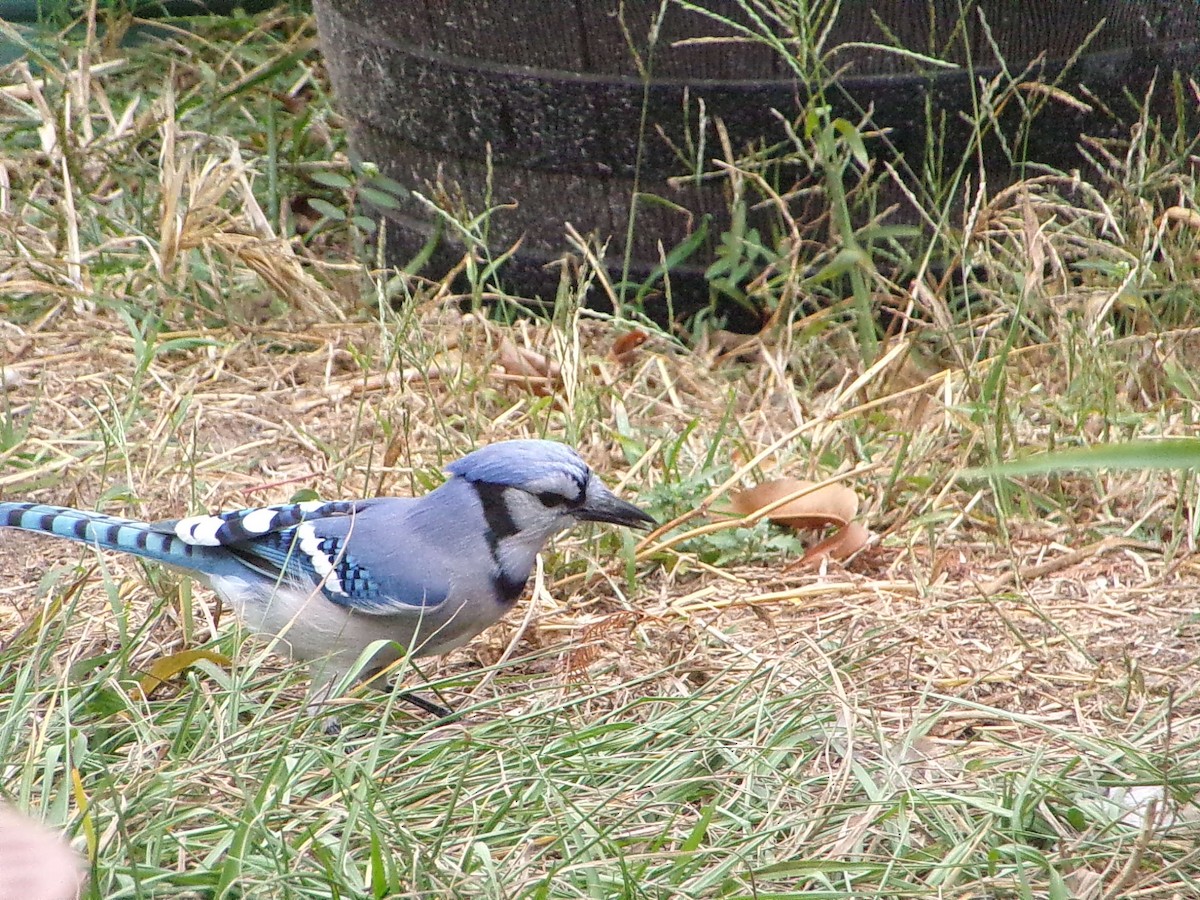 ホシムクドリ - ML645500137