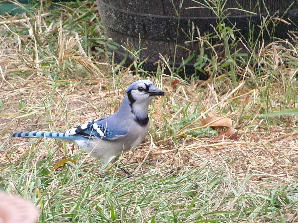 ホシムクドリ - ML645500138