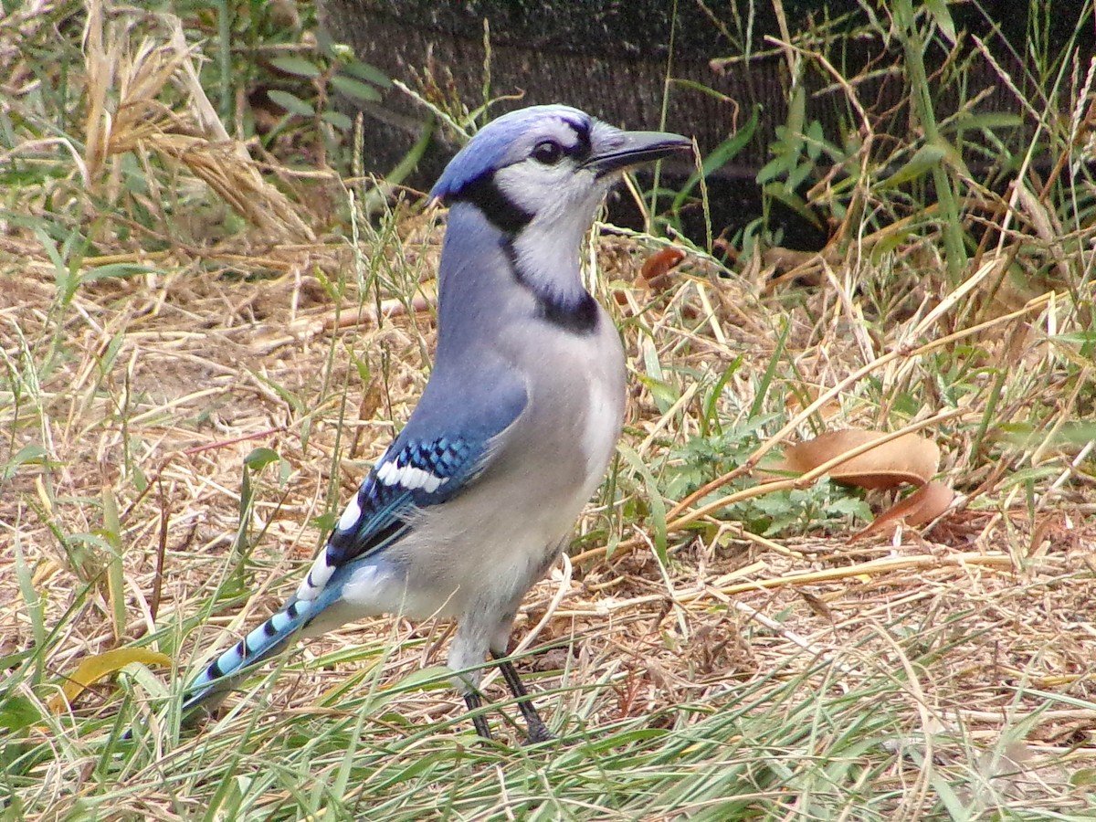 ホシムクドリ - ML645500139