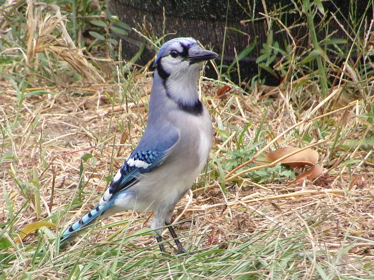 ホシムクドリ - ML645500140