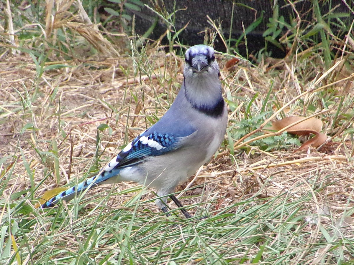 ホシムクドリ - ML645500141