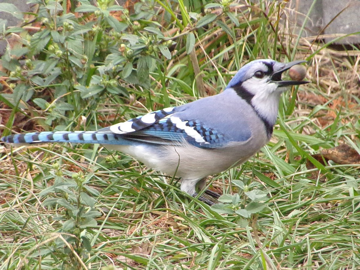 ホシムクドリ - ML645500142