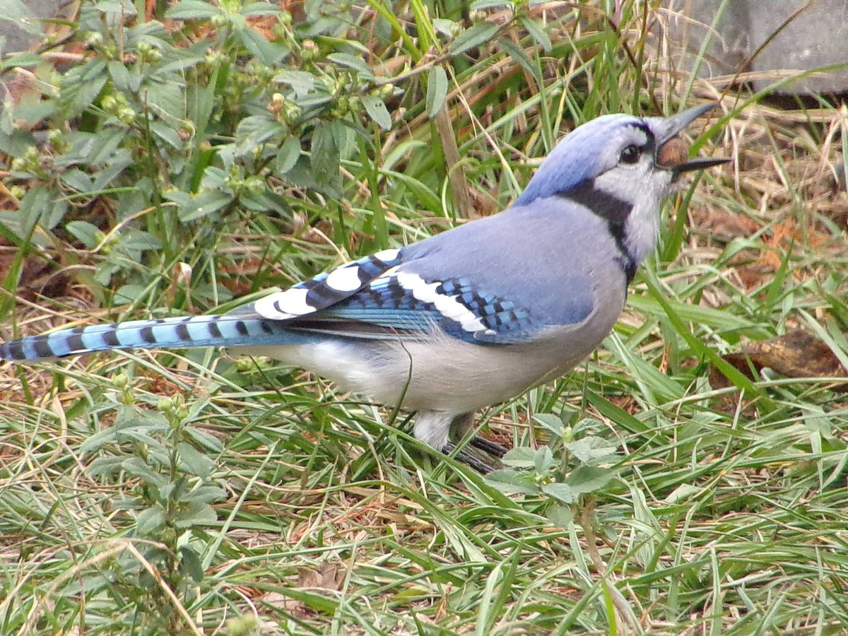 ホシムクドリ - ML645500143