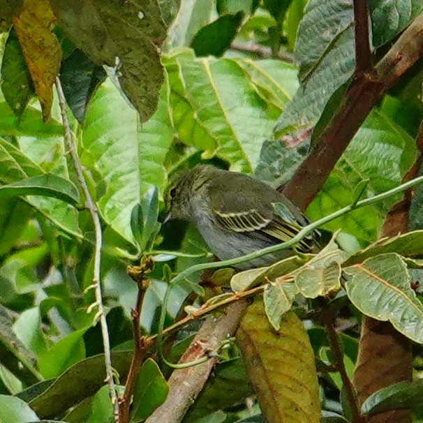 キマユコタイランチョウ - ML645500145