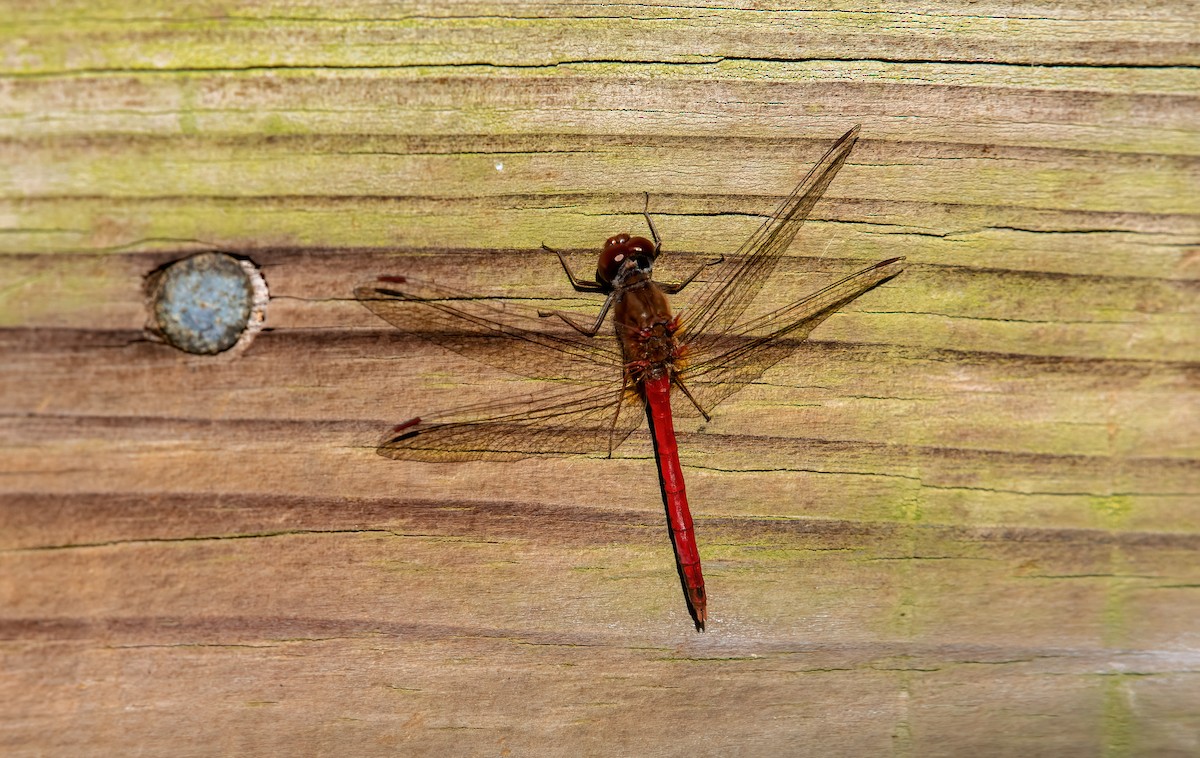 Animals - ML645500152