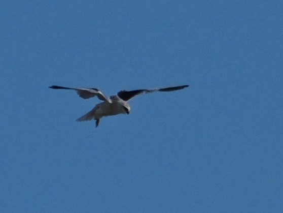 Black-winged Kite - ML645500153