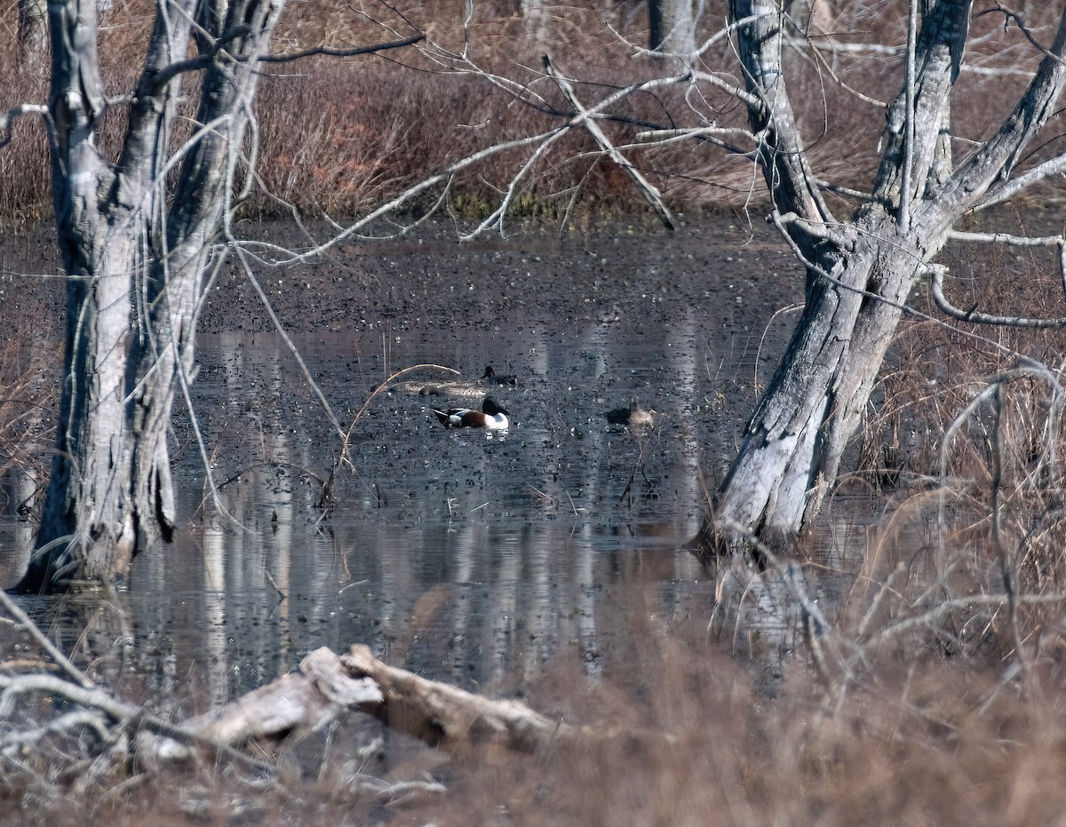 Northern Shoveler - ML645500173