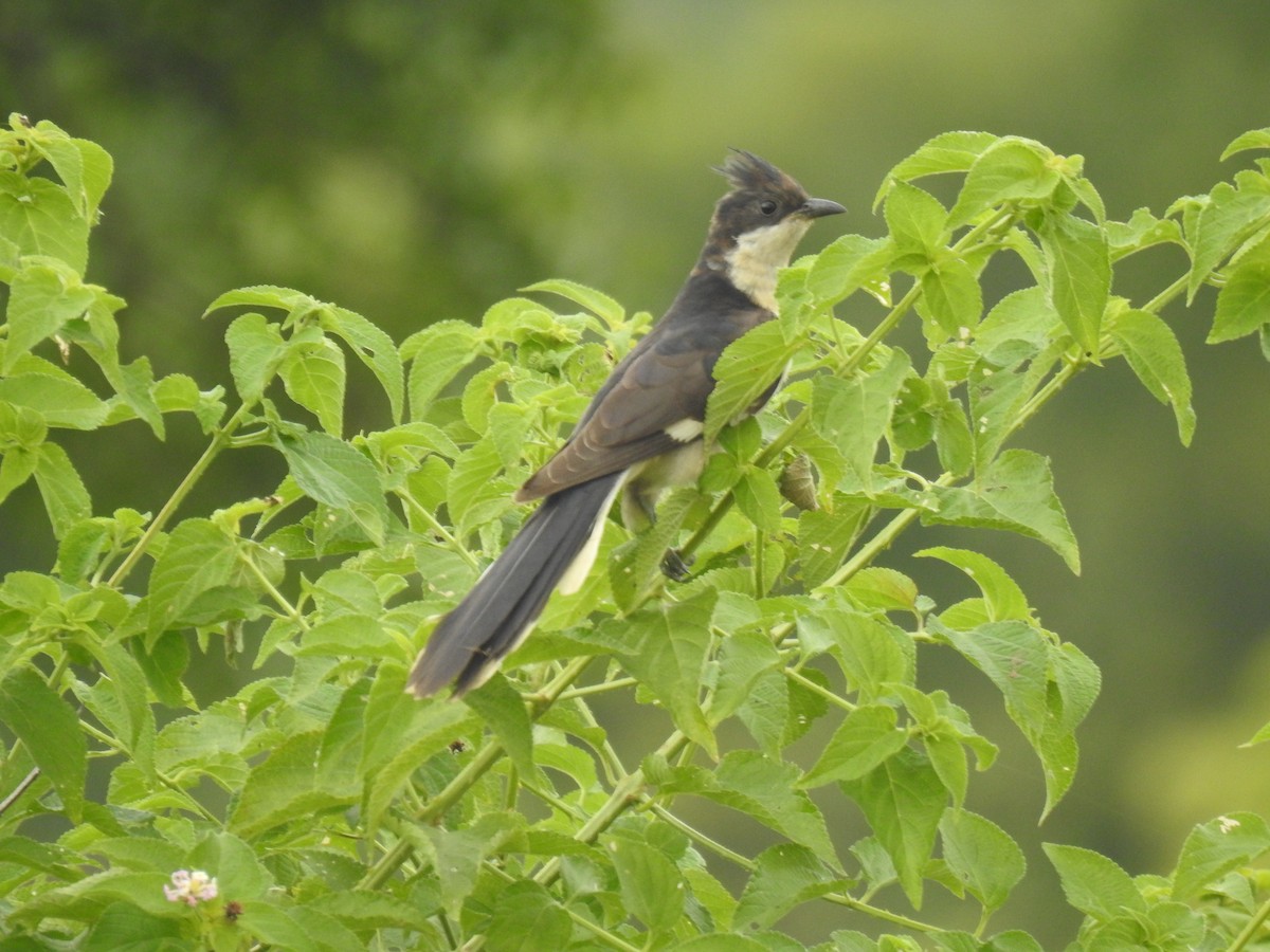 Pied Cuckoo - ML645500174