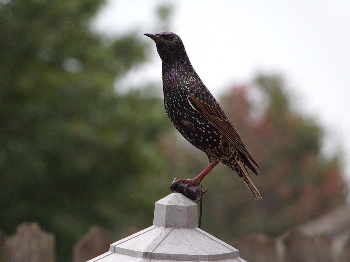 Шпак звичайний - ML645500188