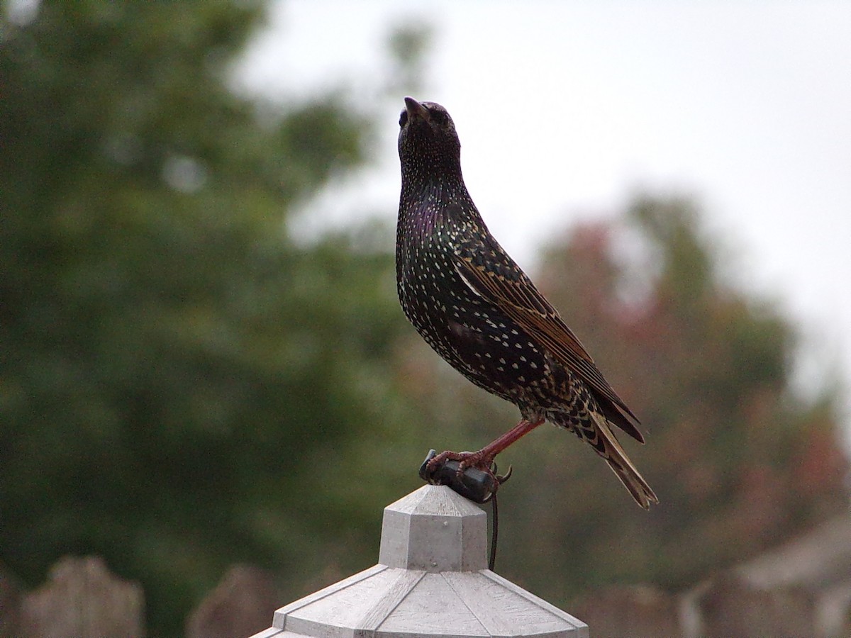 Шпак звичайний - ML645500189