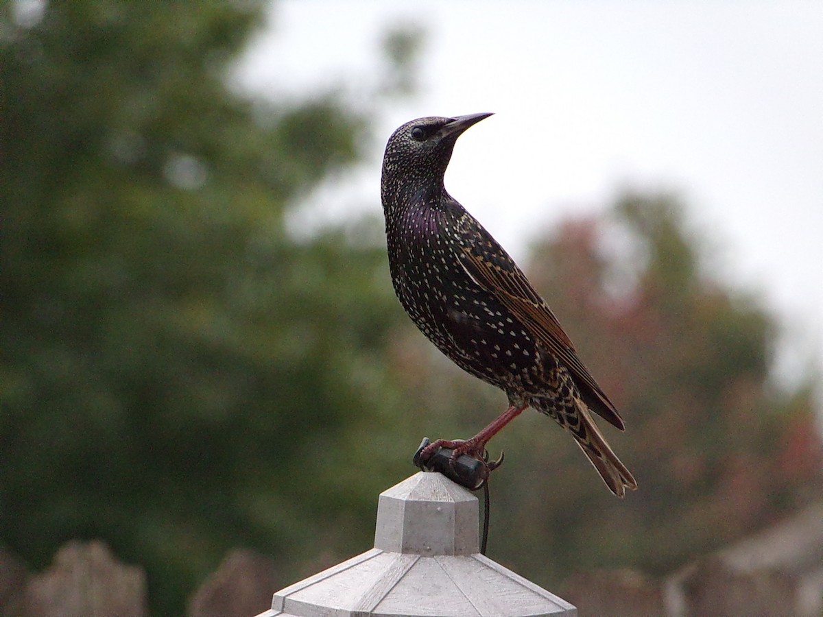 Шпак звичайний - ML645500191