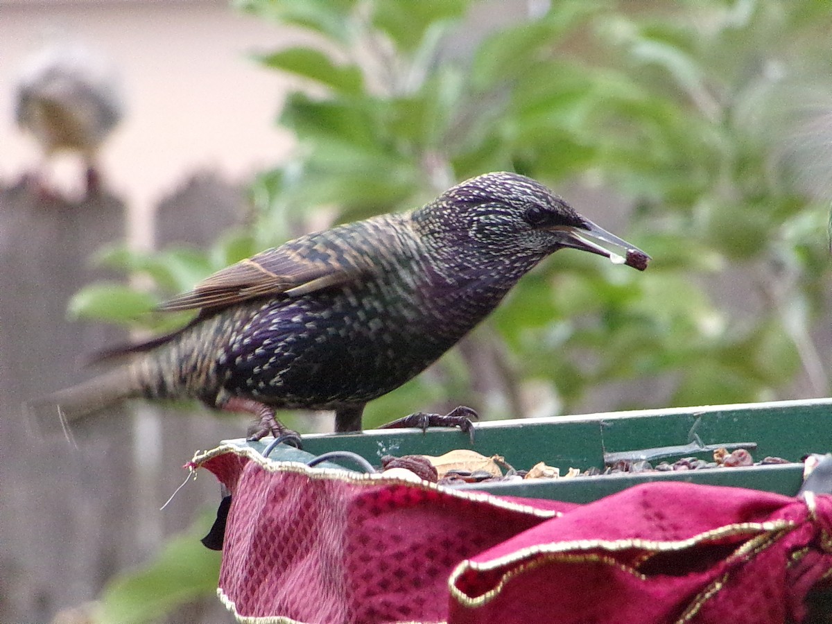 Шпак звичайний - ML645500193