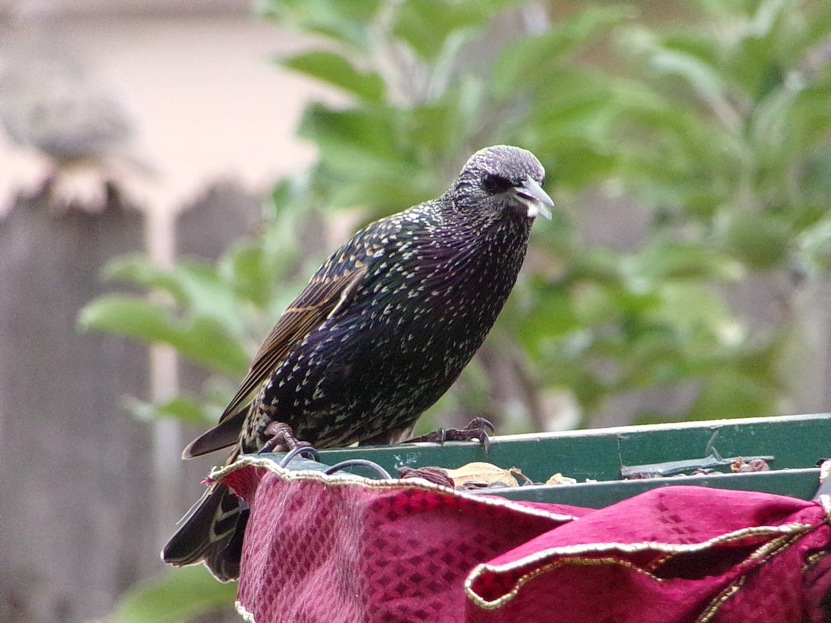 Шпак звичайний - ML645500194