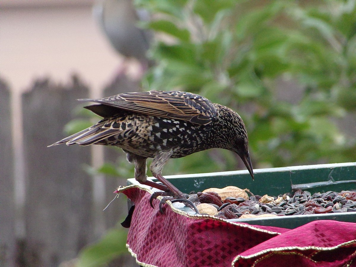 Шпак звичайний - ML645500195