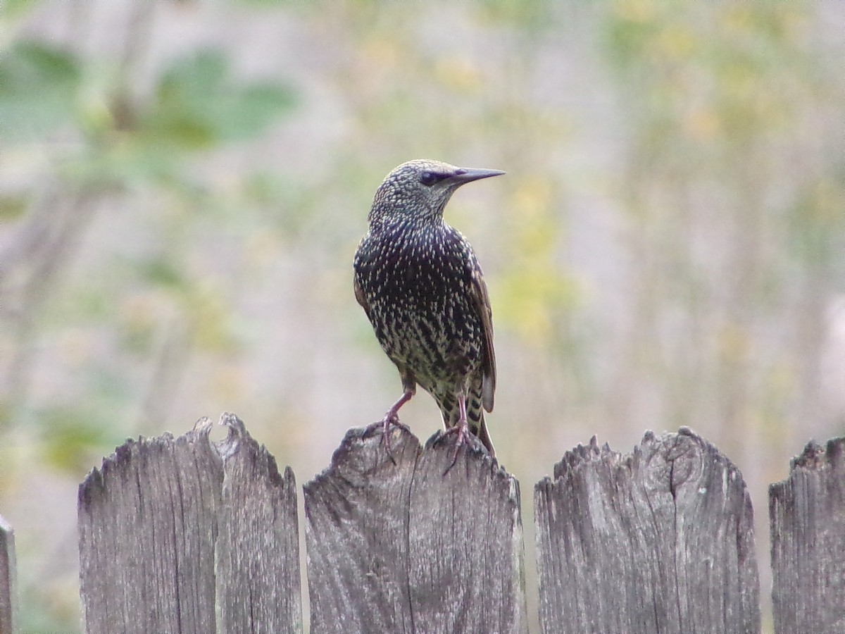 Шпак звичайний - ML645500196