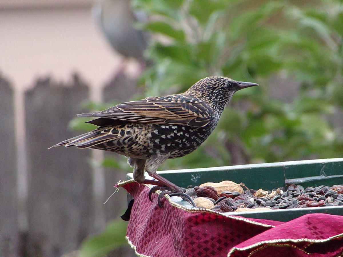 Шпак звичайний - ML645500197