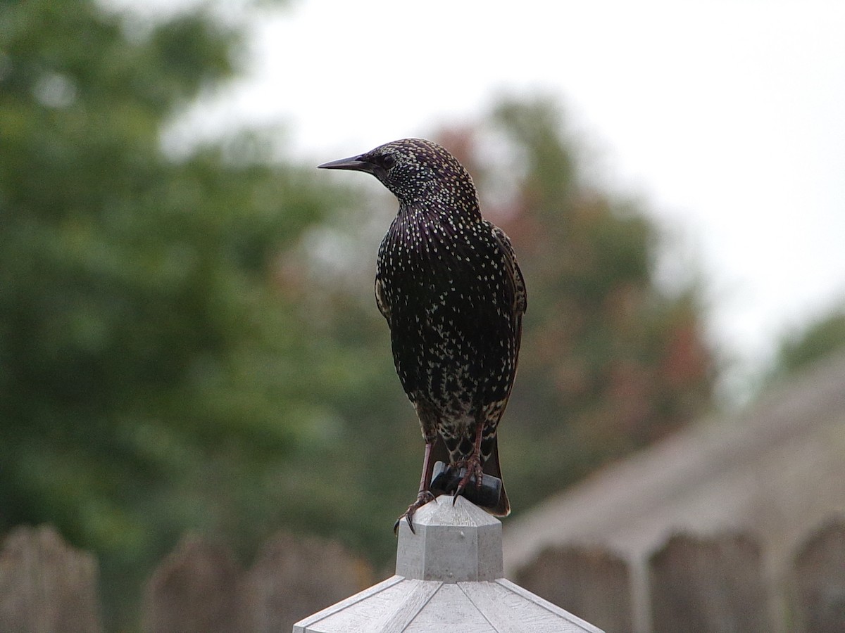Шпак звичайний - ML645500198