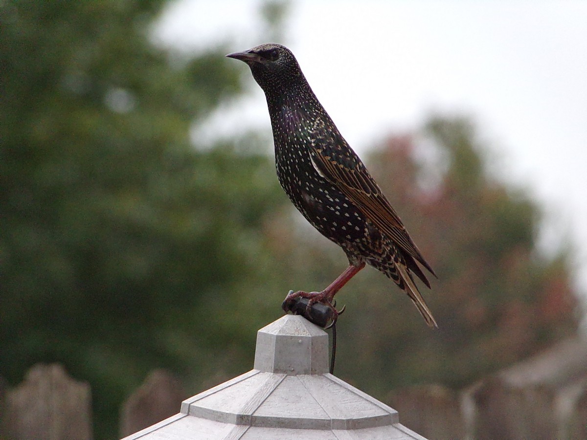 Шпак звичайний - ML645500199