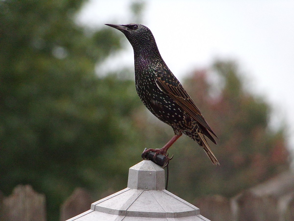 Шпак звичайний - ML645500200