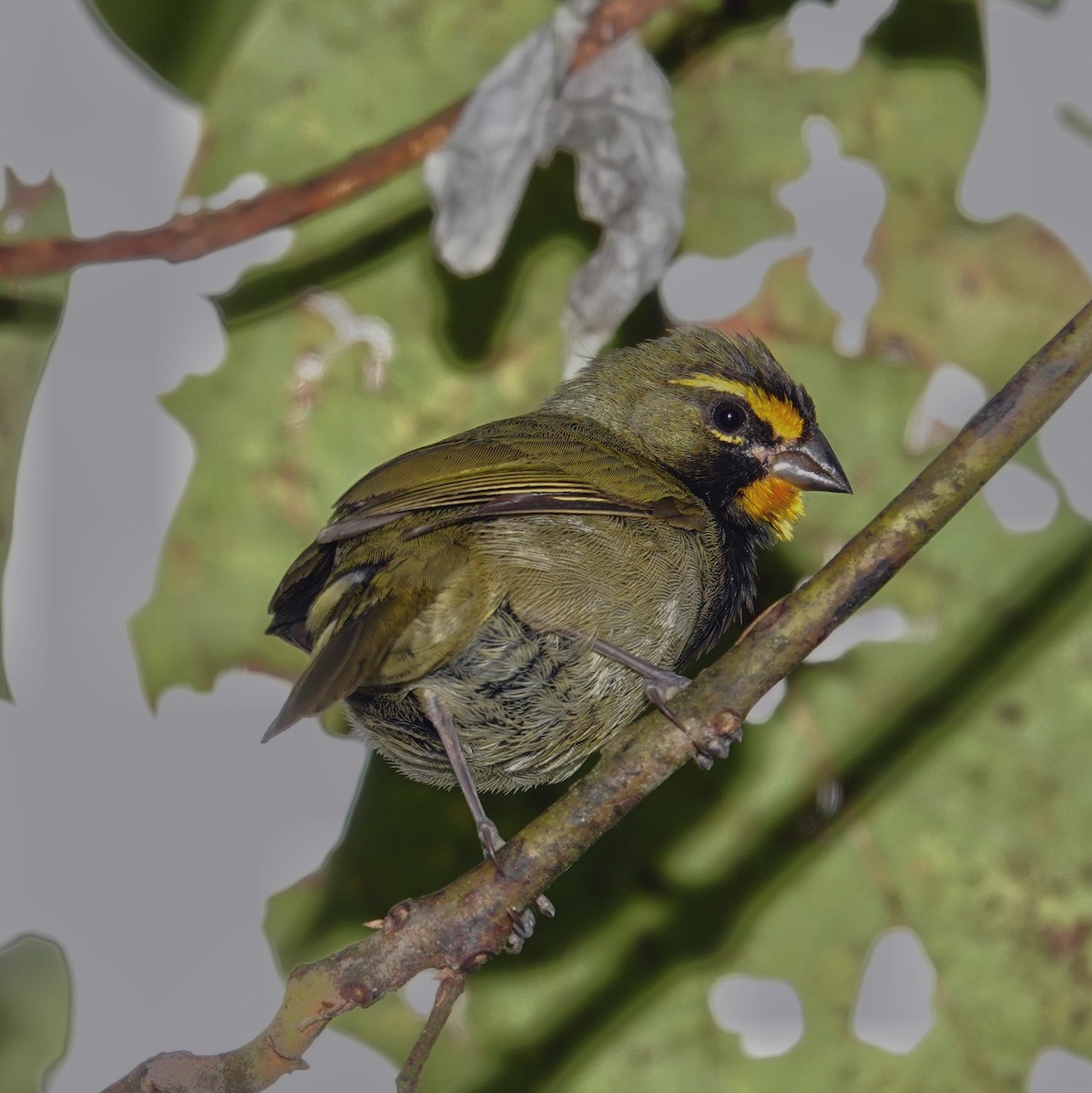Yellow-faced Grassquit - ML645500208