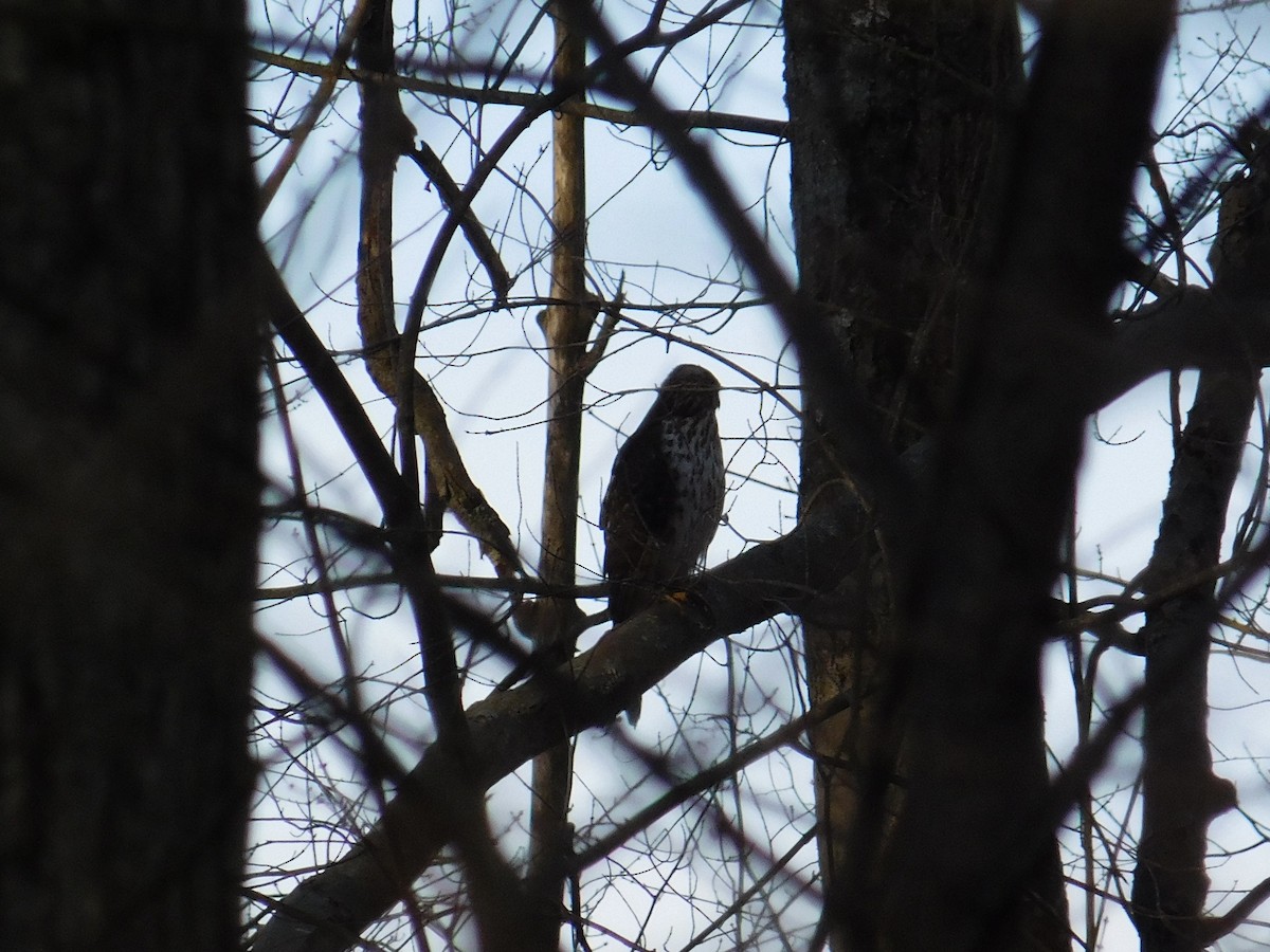 Cooper's Hawk - ML645500210