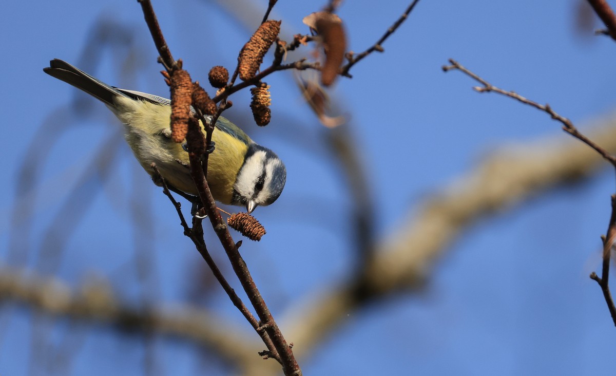 Eurasian Blue Tit - ML645500214