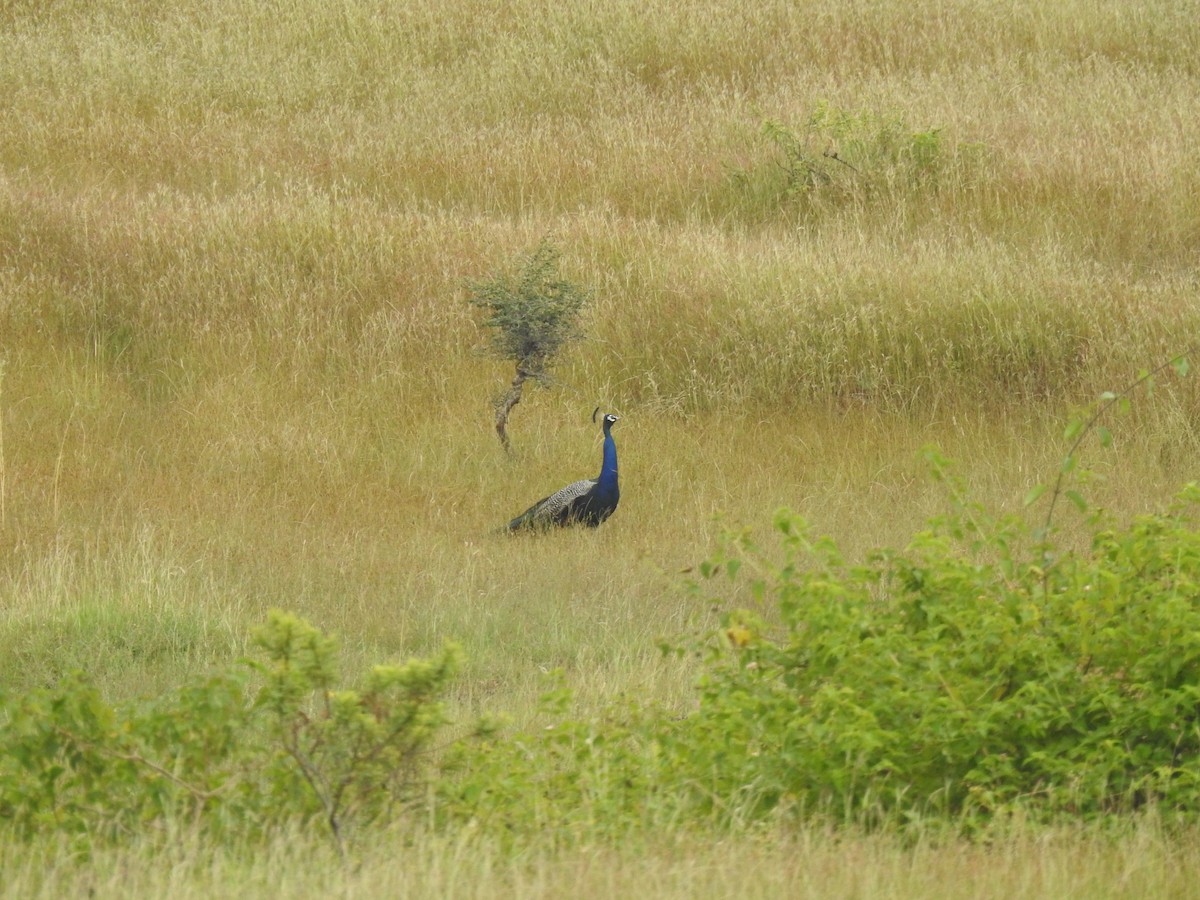 Indian Peafowl - ML645500216