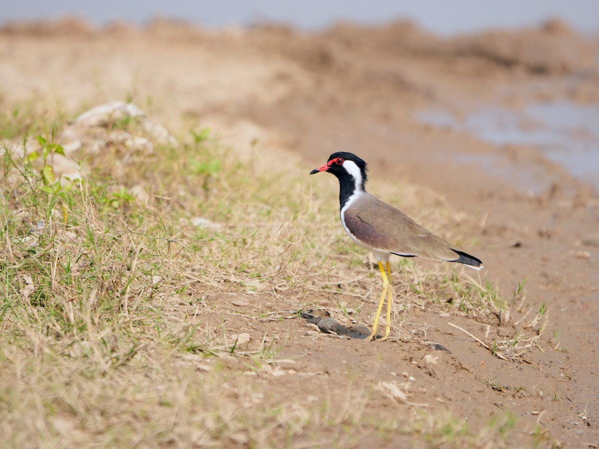 インドトサカゲリ - ML645500217