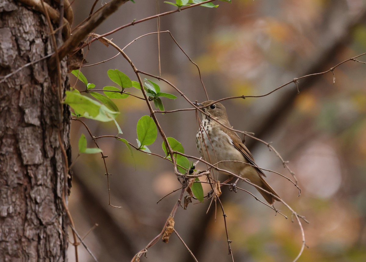 Hermit Thrush - ML645500219
