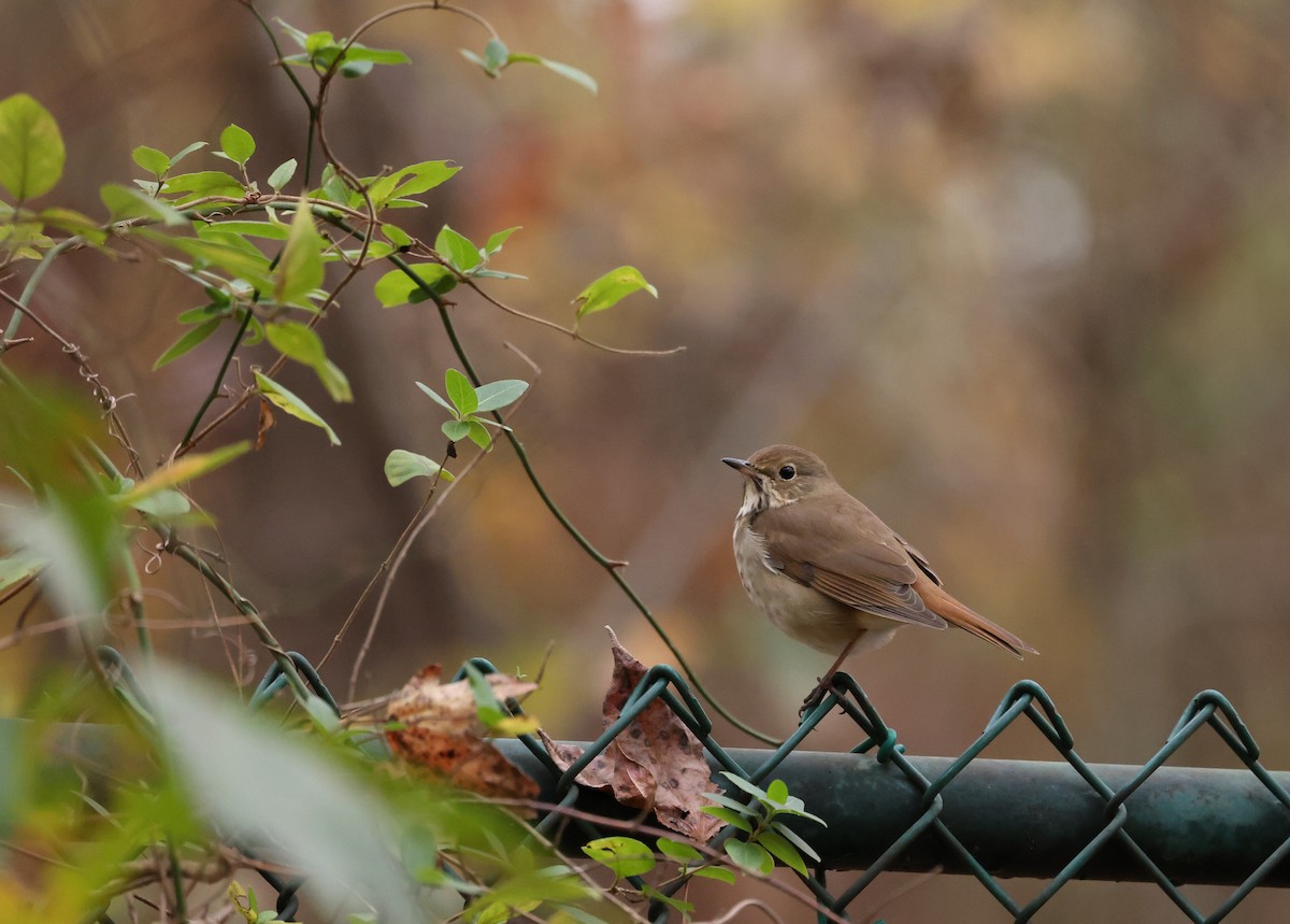 Hermit Thrush - ML645500220