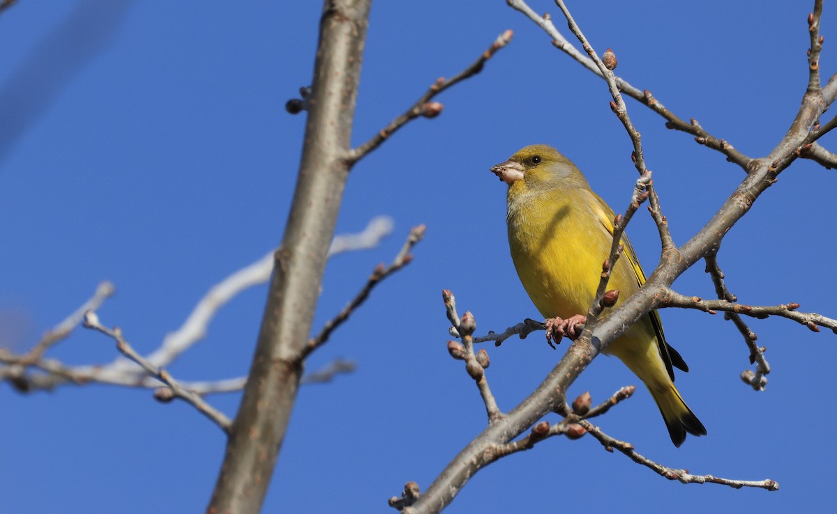 European Greenfinch - ML645500225