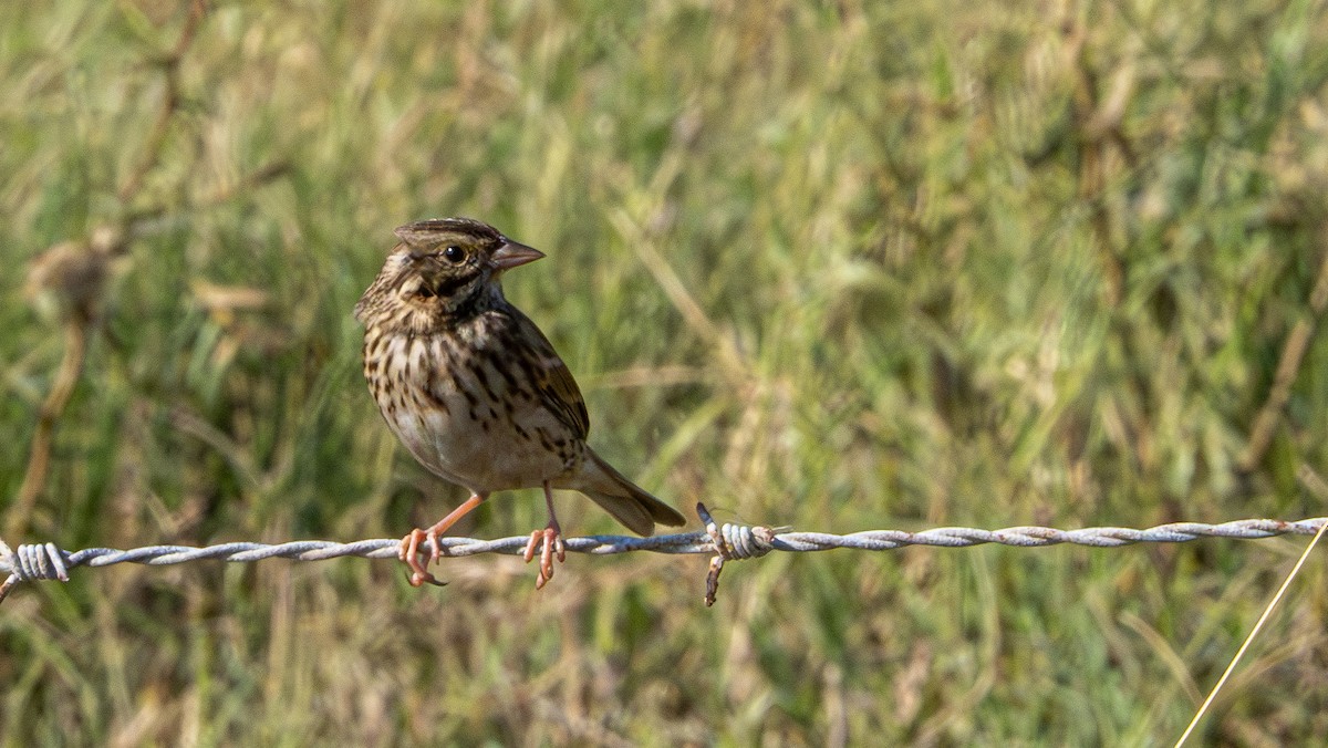 サバンナシトド - ML645500235
