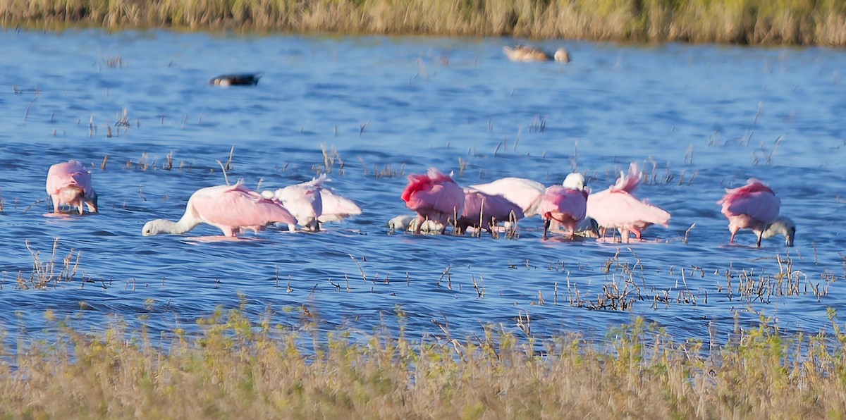 ベニヘラサギ - ML645500237