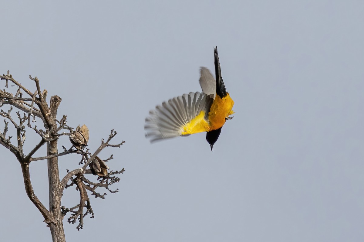 クロハラムクドリモドキ - ML645500238