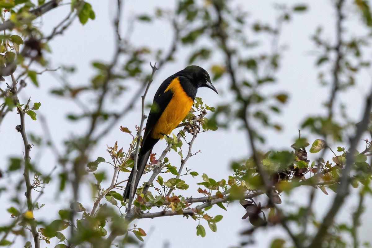 クロハラムクドリモドキ - ML645500240