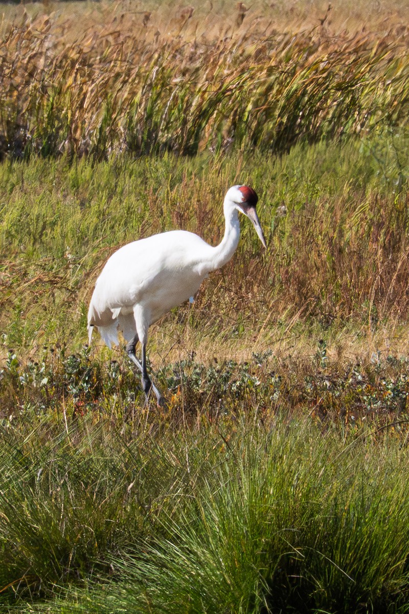 trompettrane - ML645500241