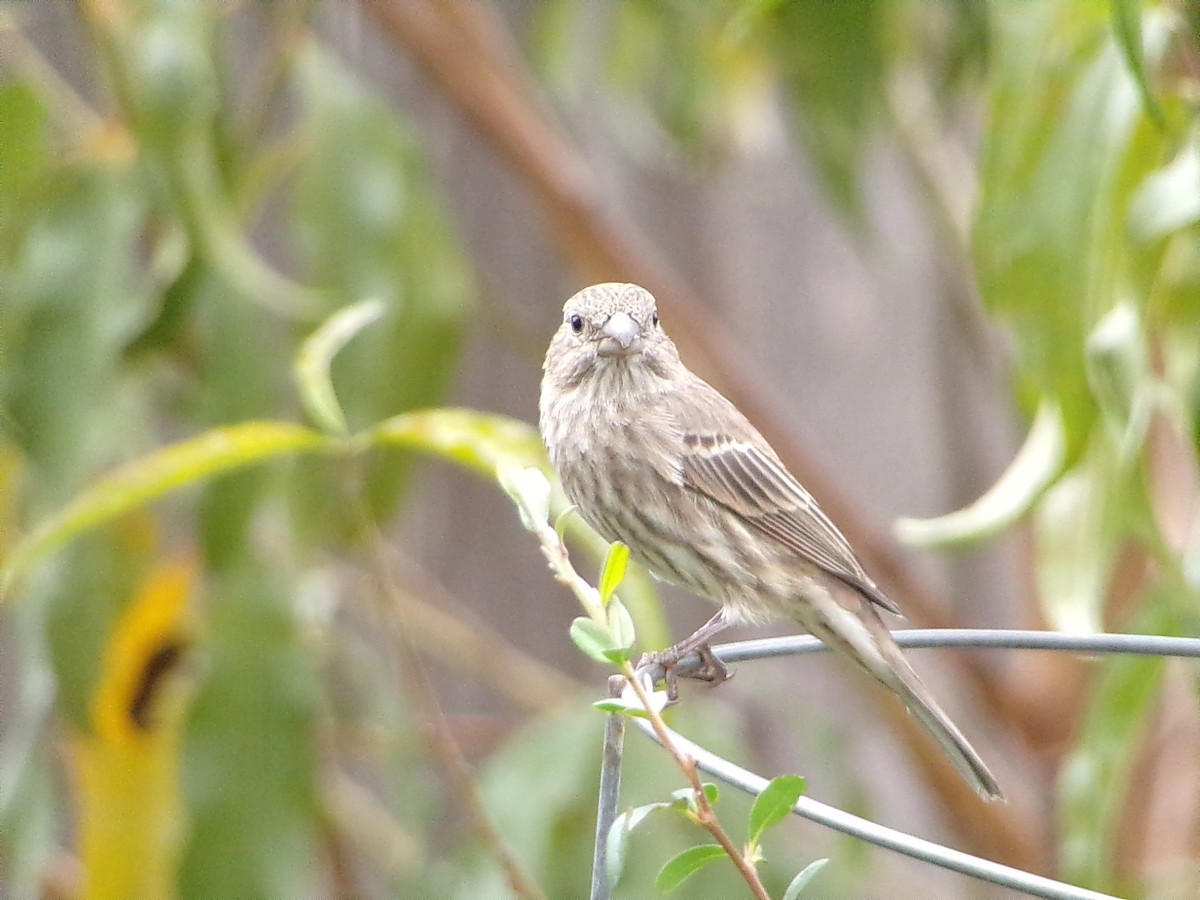 メキシコマシコ - ML645500242