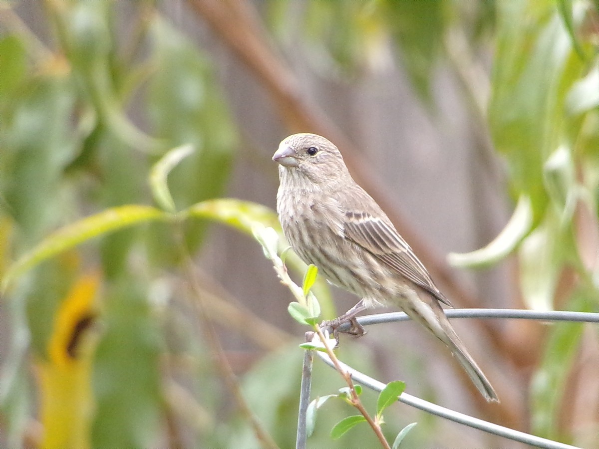 メキシコマシコ - ML645500243