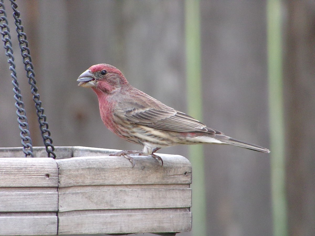 メキシコマシコ - ML645500244