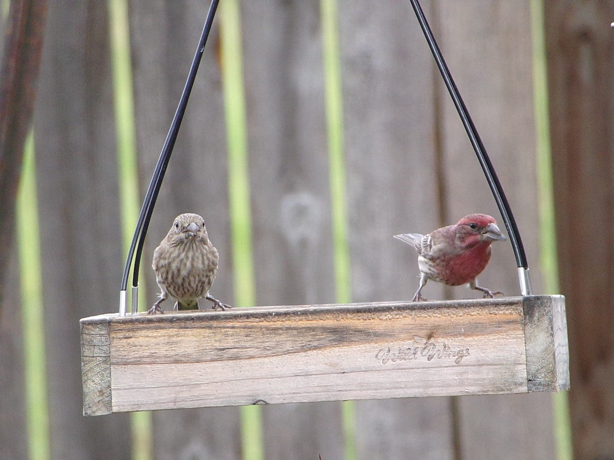 メキシコマシコ - ML645500245