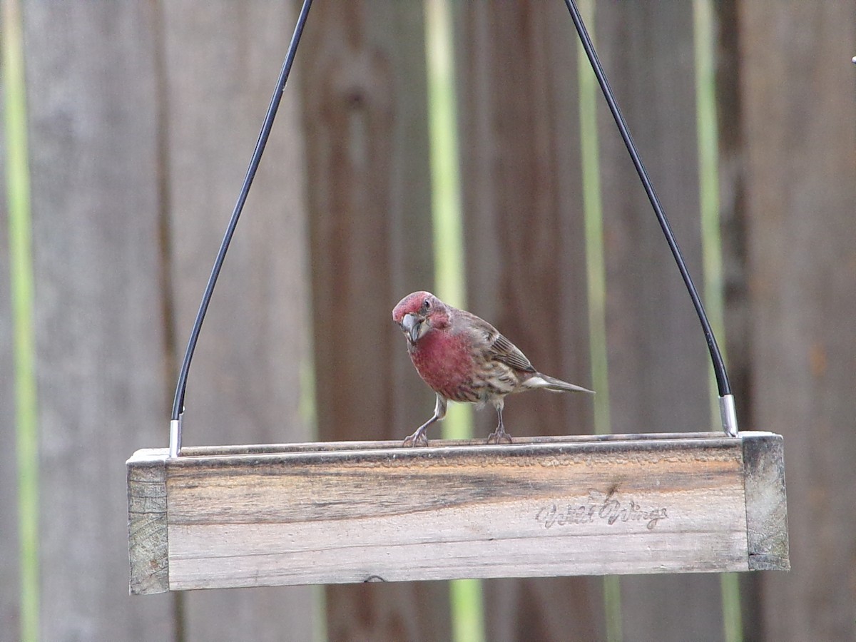 メキシコマシコ - ML645500246