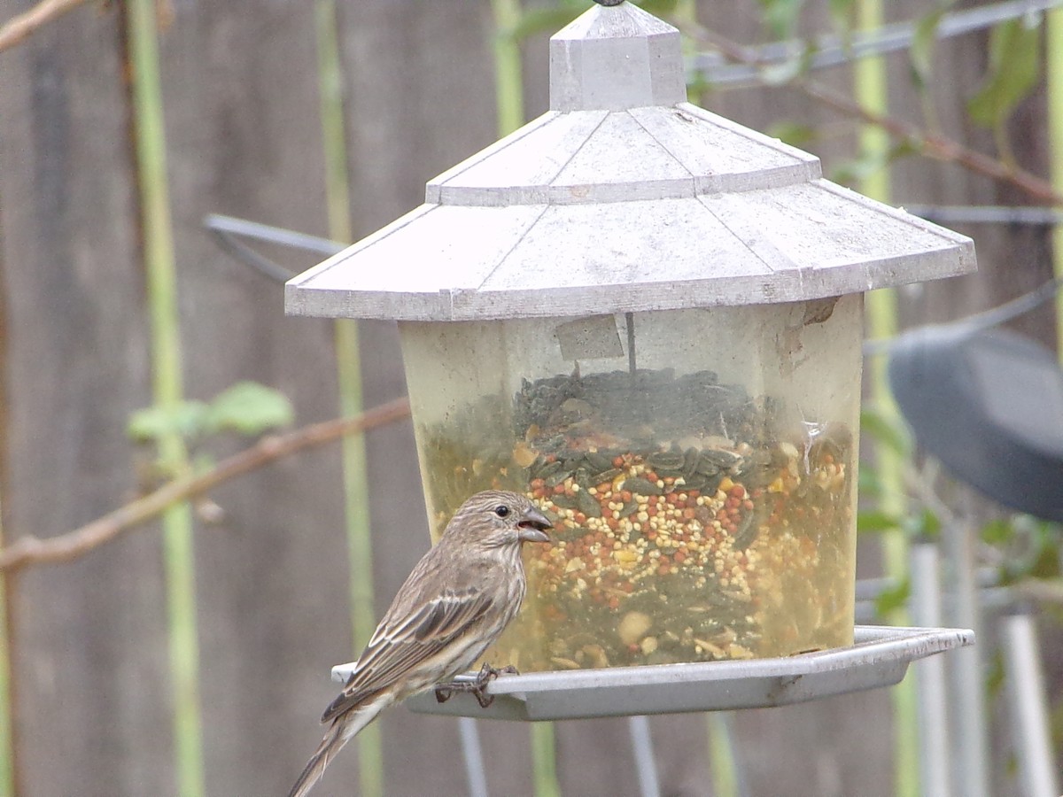 メキシコマシコ - ML645500247