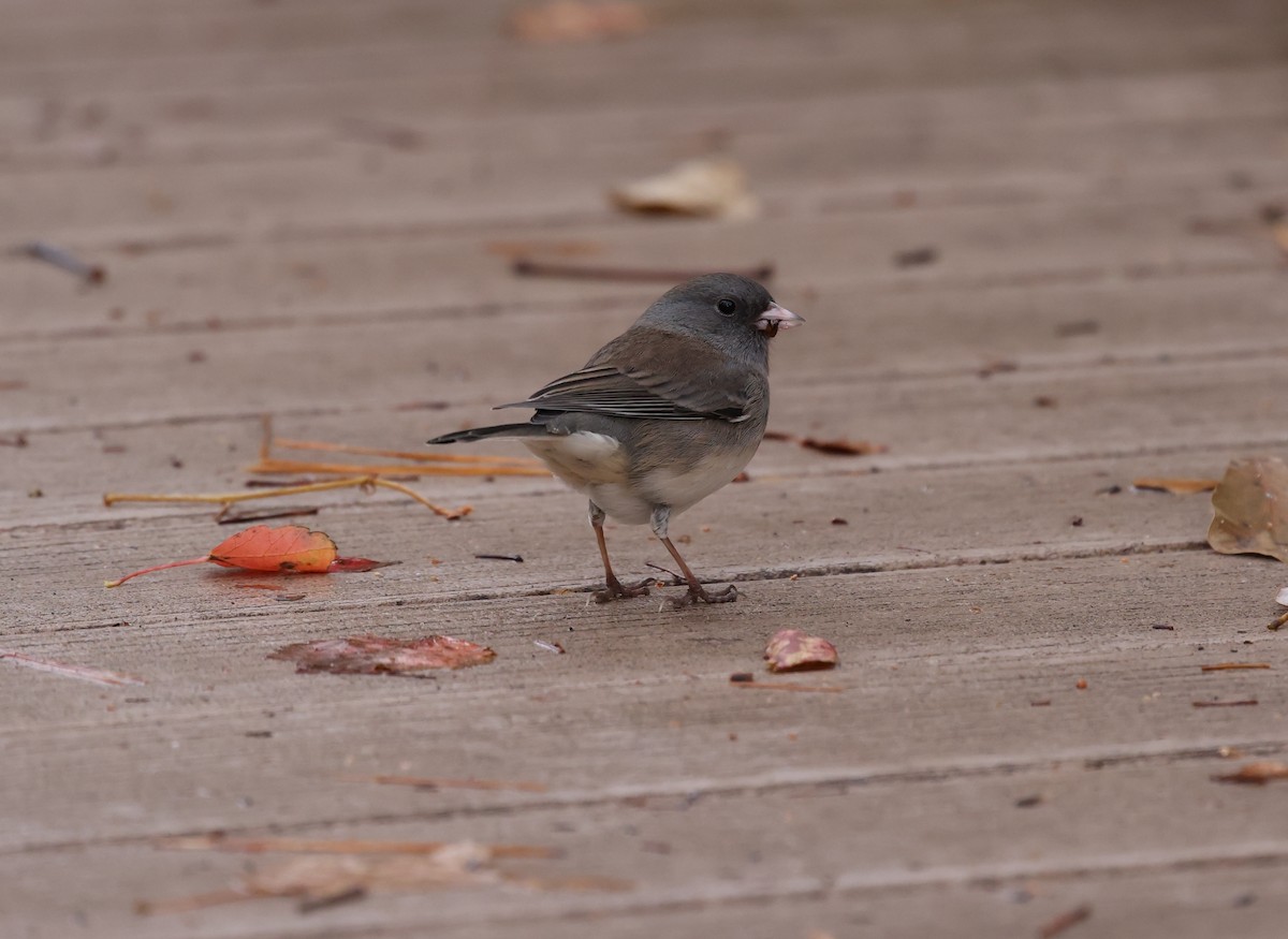 ユキヒメドリ - ML645500248