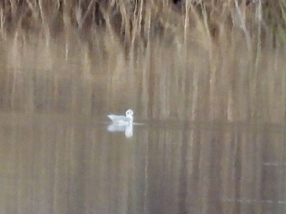 ボナパルトカモメ - ML645500249